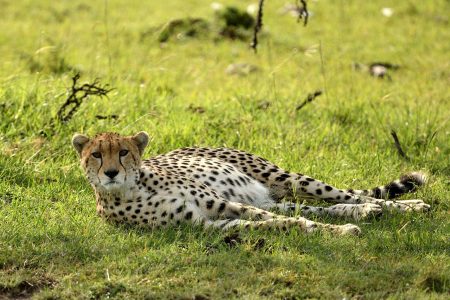 5 Days Wildebeest Migration Safari