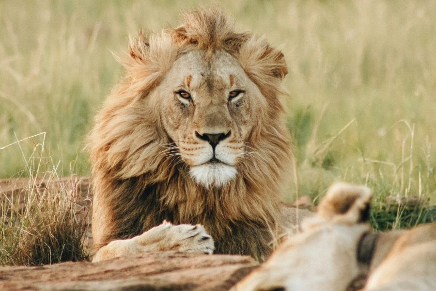 6 Days Kenya Highlights Budget Safari