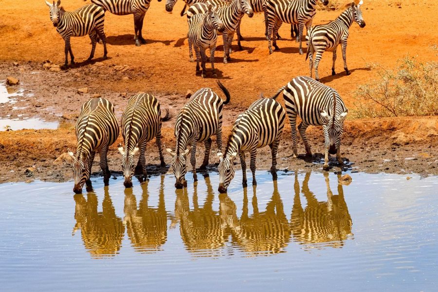 5-Day Amboseli National Park Safari