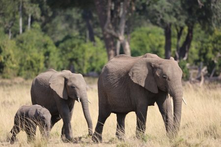 3-Day Best of Masai Mara Group Safari