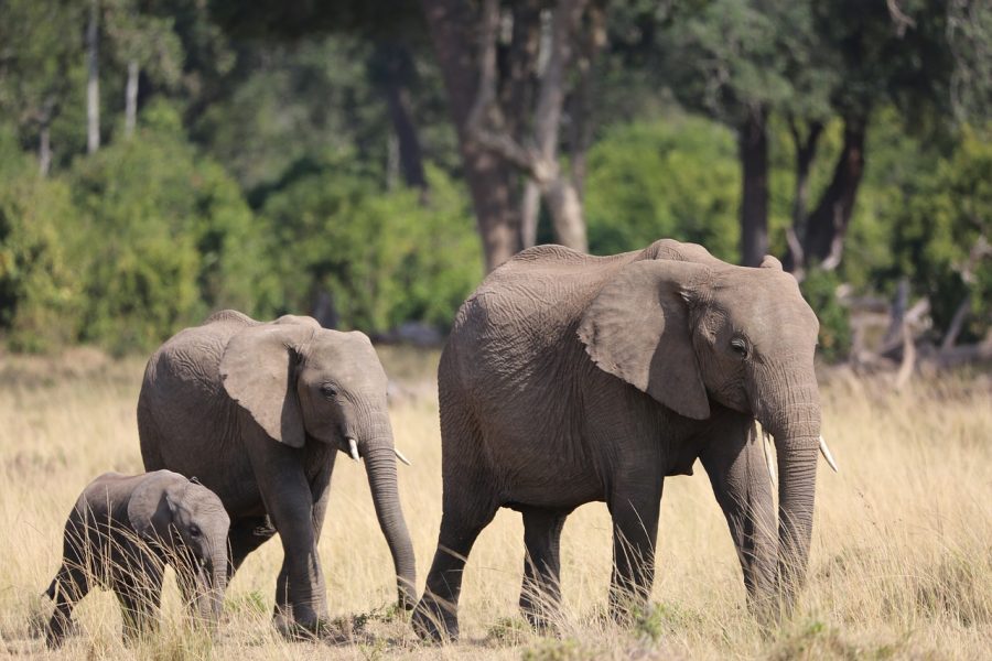 3-Day Best of Masai Mara Group Safari