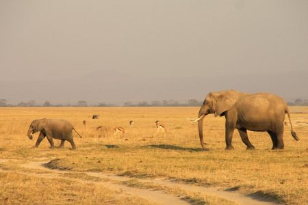 6-Day Best of Kenya Safari – Amboseli, Lake Naivasha & Masai Mara