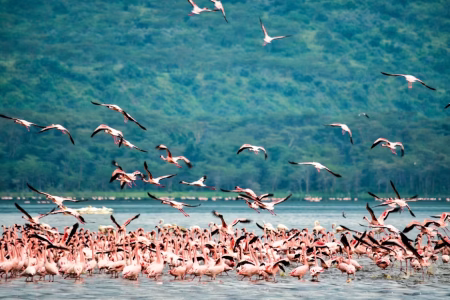 5 Days Masai Mara, Lake Nakuru & Lake Naivasha Budget Safari