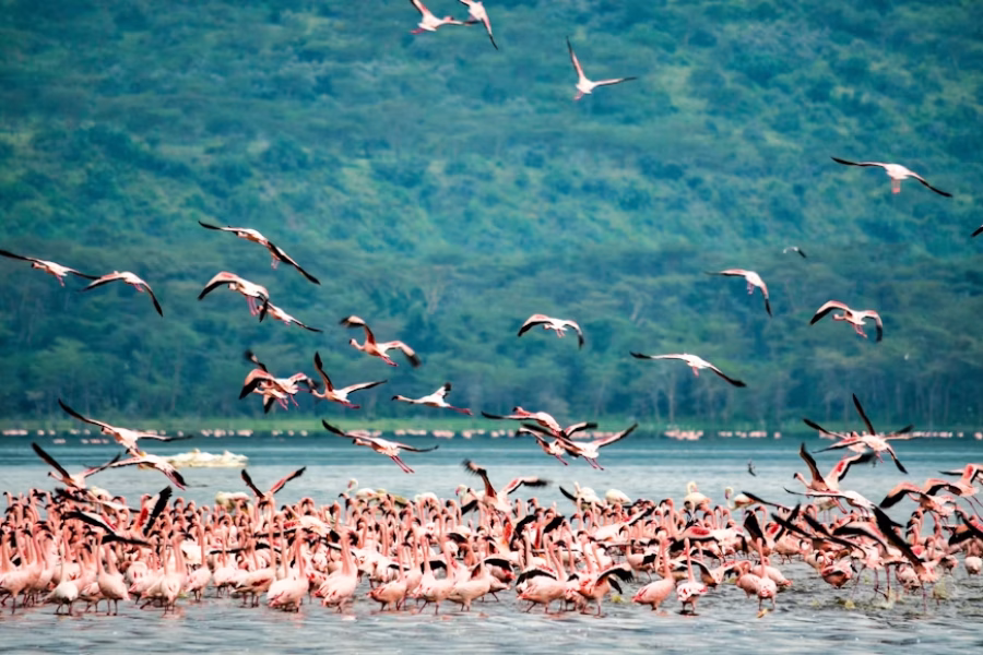 5 Days Masai Mara, Lake Nakuru & Lake Naivasha Budget Safari