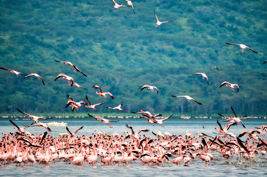5 Days Masai Mara, Lake Nakuru & Lake Naivasha Budget Safari