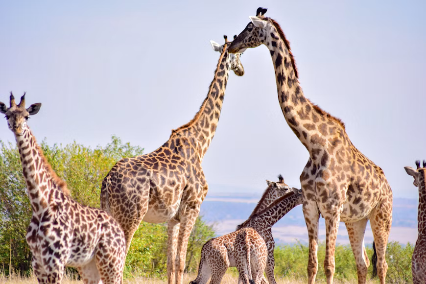 3 Days Amboseli National Park Lodge Safari