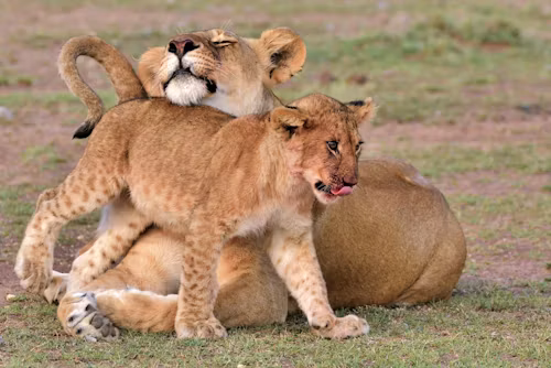 5 Days Masai Mara, Lake Nakuru & Lake Naivasha Budget Safari
