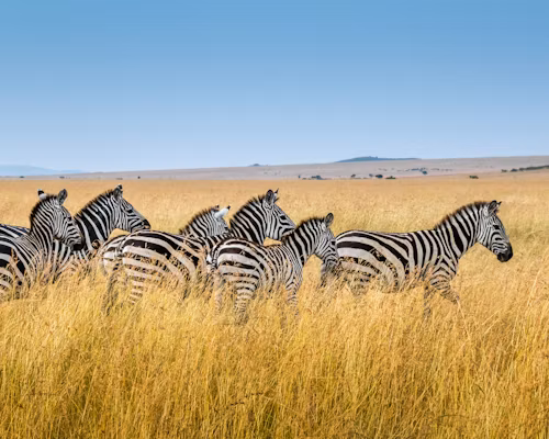 3 Days Amboseli National Park Lodge Safari