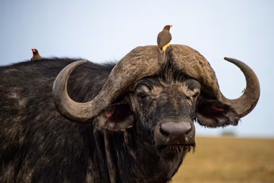 3 Days Amboseli National Park Lodge Safari