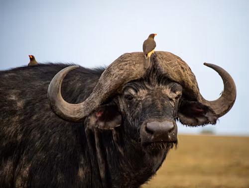3 Days Amboseli National Park Lodge Safari