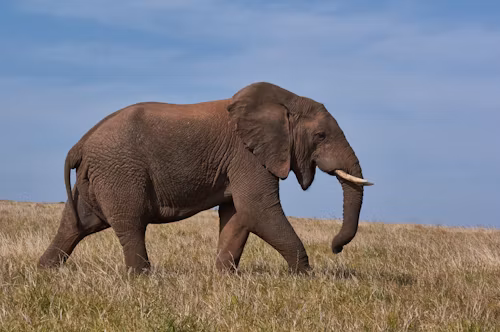 3 Days, 2 Nights Masai Mara Safari