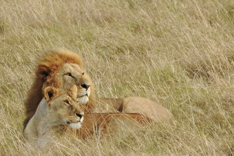 3 Days, 2 Nights Masai Mara Safari