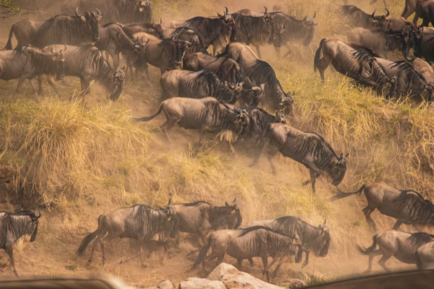 4 Days Masai Mara Luxury Lodge Safari Adventure