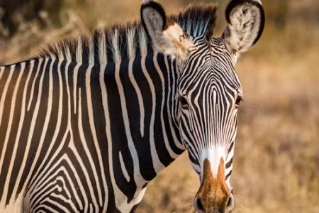 4 Days Aberdares & Samburu Luxury Lodge Safari