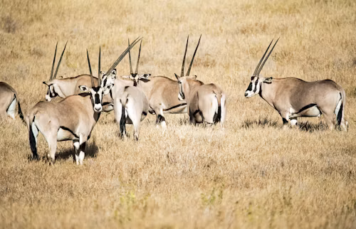 4 Days Aberdares & Samburu Luxury Lodge Safari