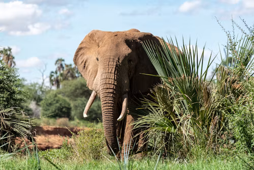 3 Days Samburu Budget Camping Safari