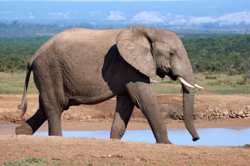 4 Days Masai Mara Luxury Lodge Safari Adventure