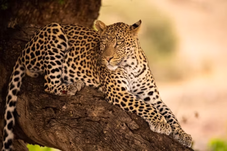 4 Days Masai Mara Luxury Lodge Safari Adventure
