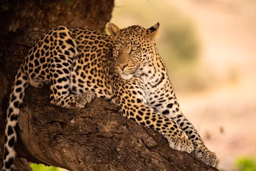 4 Days Masai Mara Luxury Lodge Safari Adventure