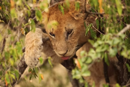3 Days Samburu Budget Camping Safari