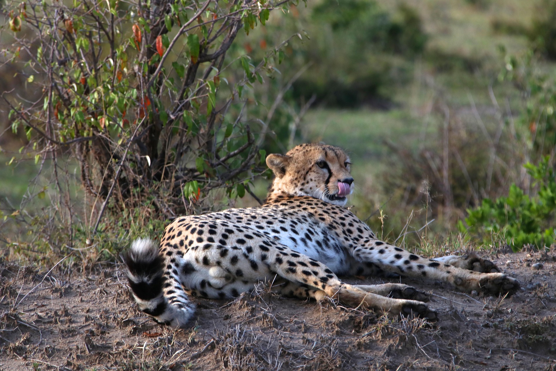 3 Days, 2 Nights Masai Mara Safari